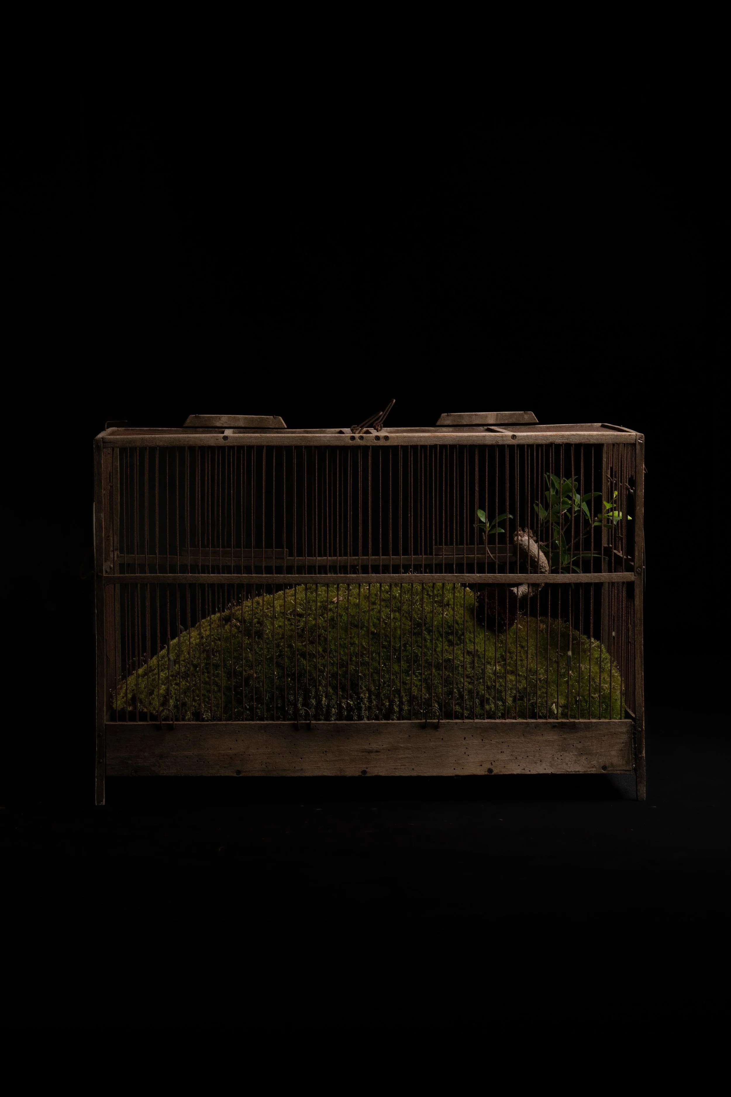 NENGE avec SATOSHI KAWAMOTO 25.jpeg