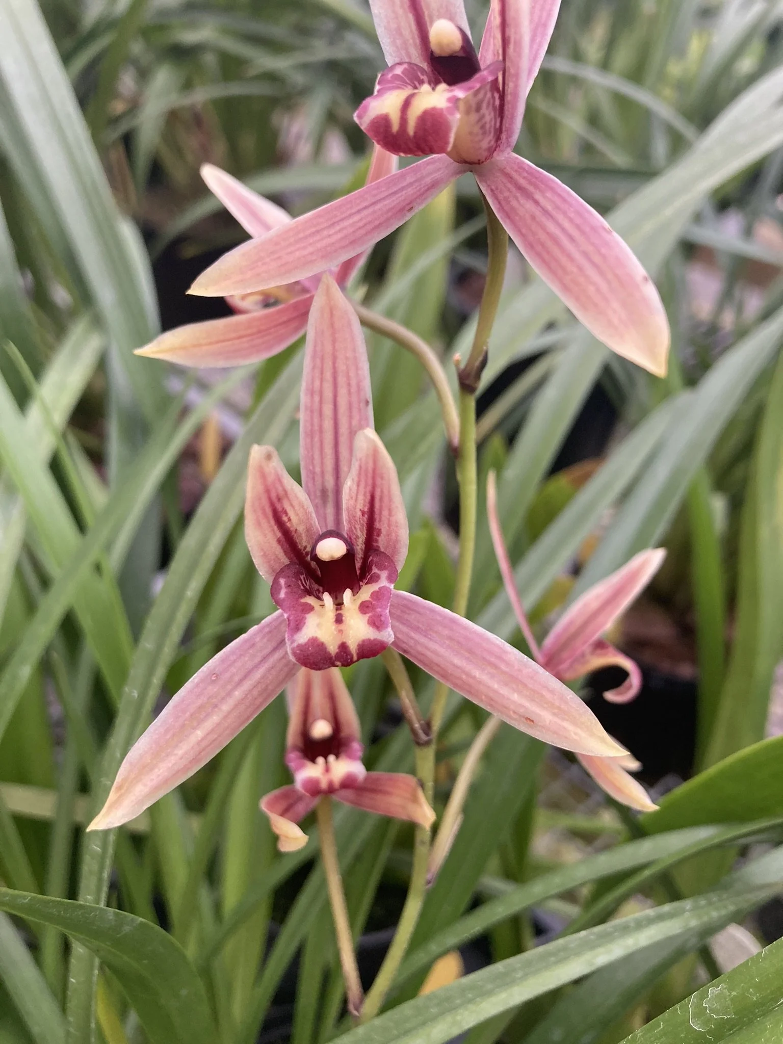 Cym. Black Mosquito (kanran X dayanum) (photo courtesy of Andy Easton)
