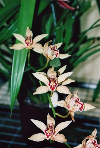 Cym. Iridae (parishii var. sanderae FCC/RHS X iridioides) (photo courtesy of Nado Lenkic)