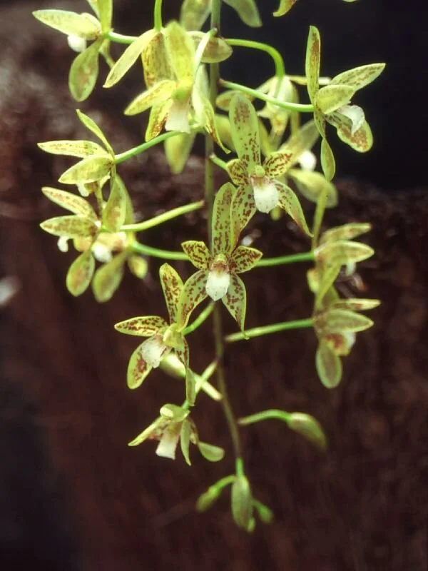 A southern form of Cym. canaliculatum