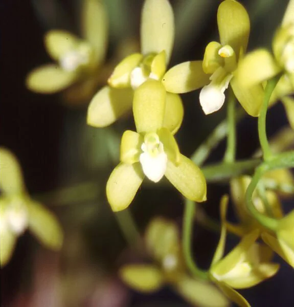 Cym. canaliculatum f. album