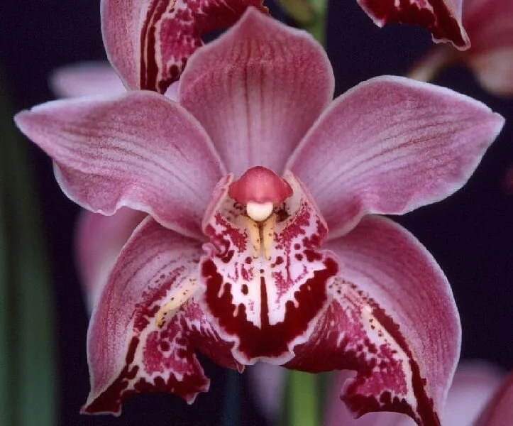 Novelty Hybrids