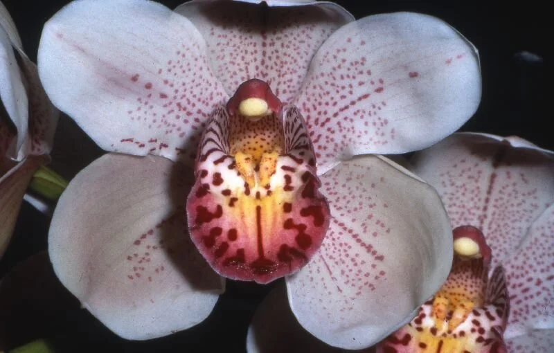 Leopard-Lady ‘Mary Smith’