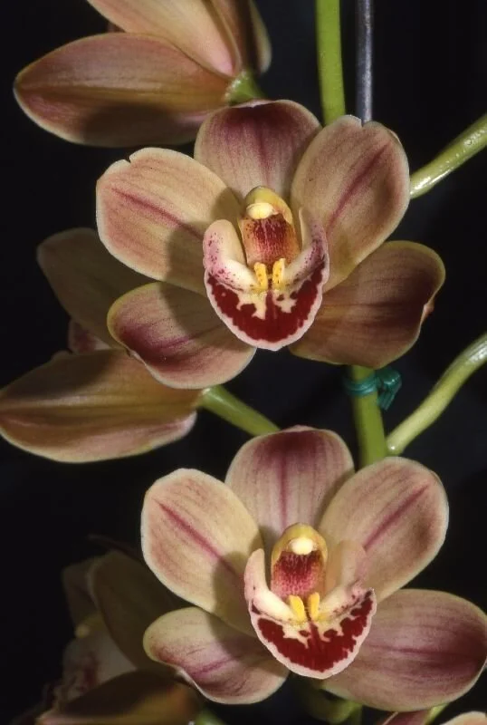 Louie’s Pride ‘Oasis’