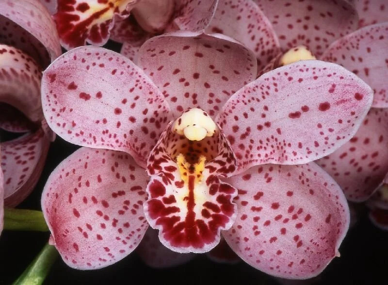 2005