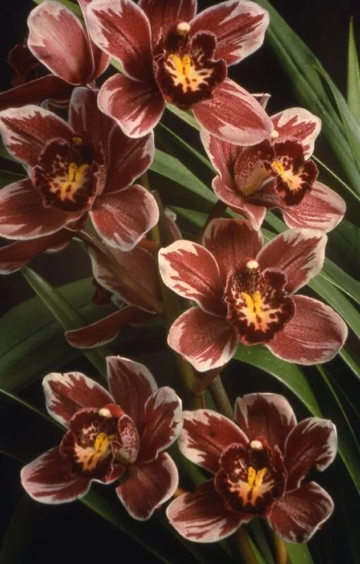Winter Fire ‘Frosty Tips’