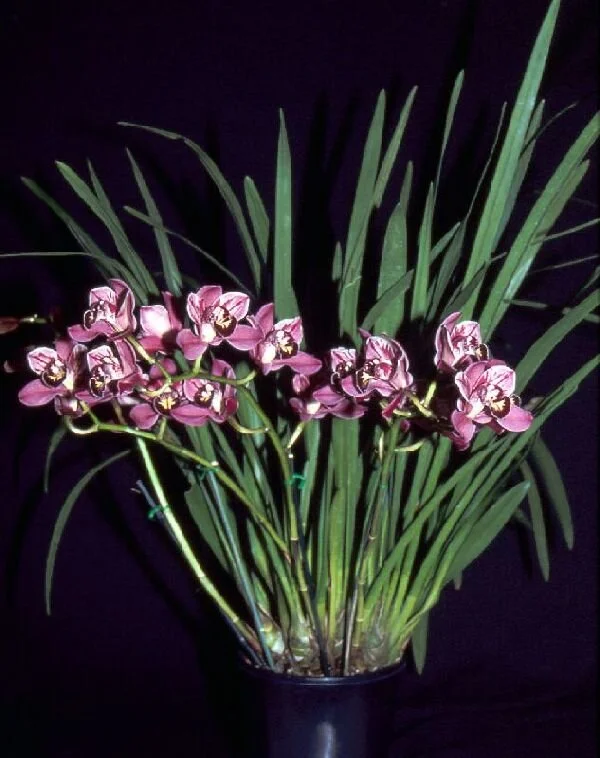 Pepper’s Fire ‘Carnival’