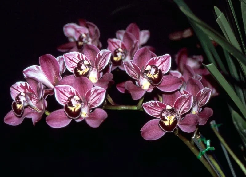 Pepper’s Fire ‘Carnival’