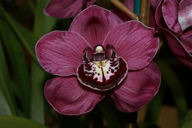 Wyong Flame ’Dural’