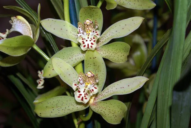 Grand Monarch ‘Exquisitum’