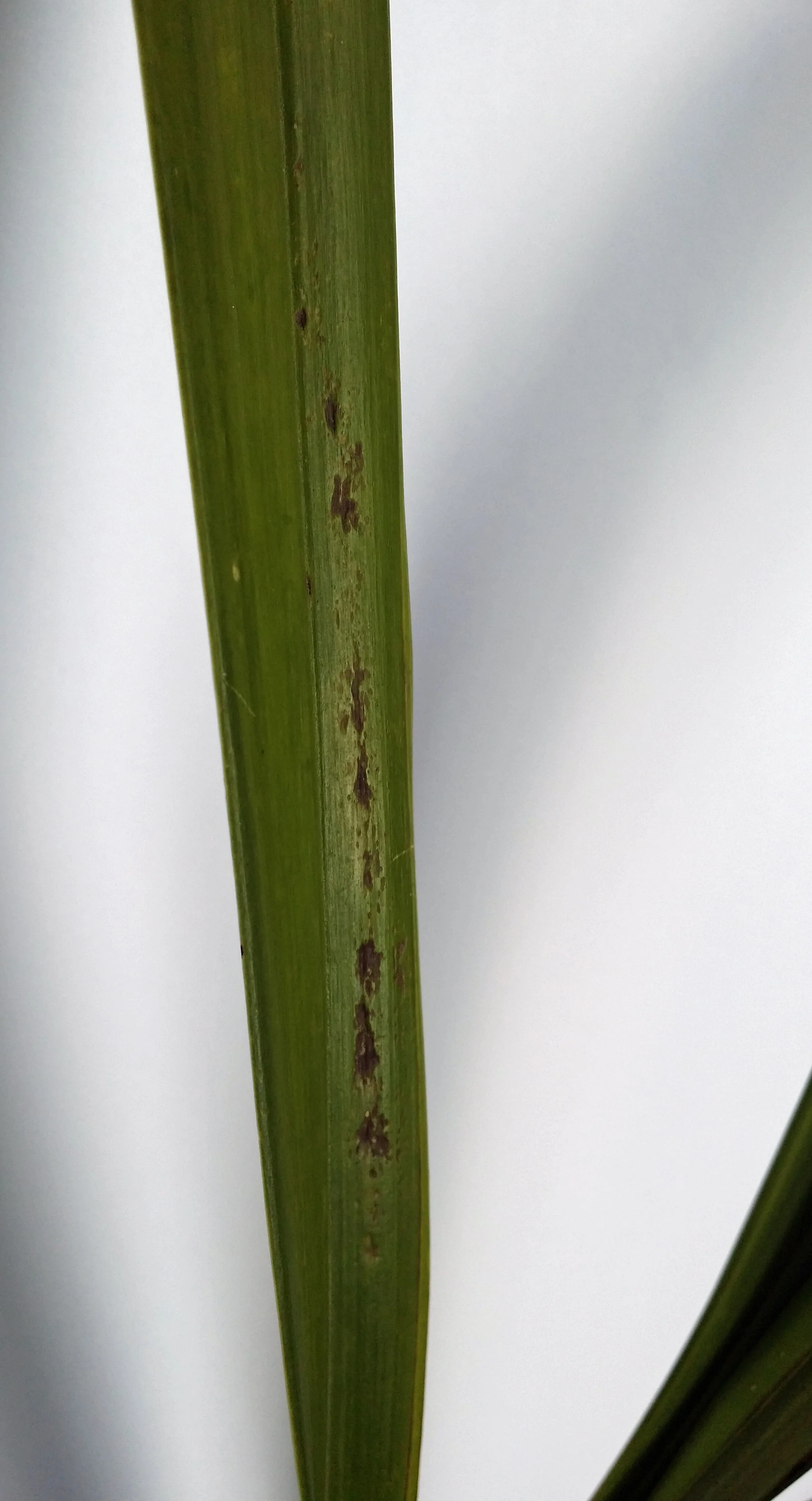 Orchid Viruses — Cymbidium Orchid Society of Victoria