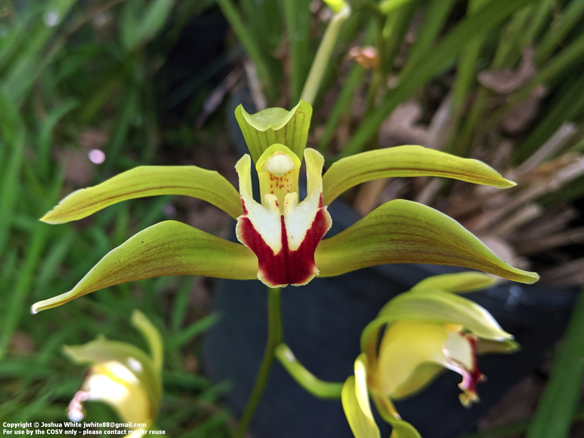 A Case Of Mistaken Identity Cymbidium Orchid Society Of Victoria