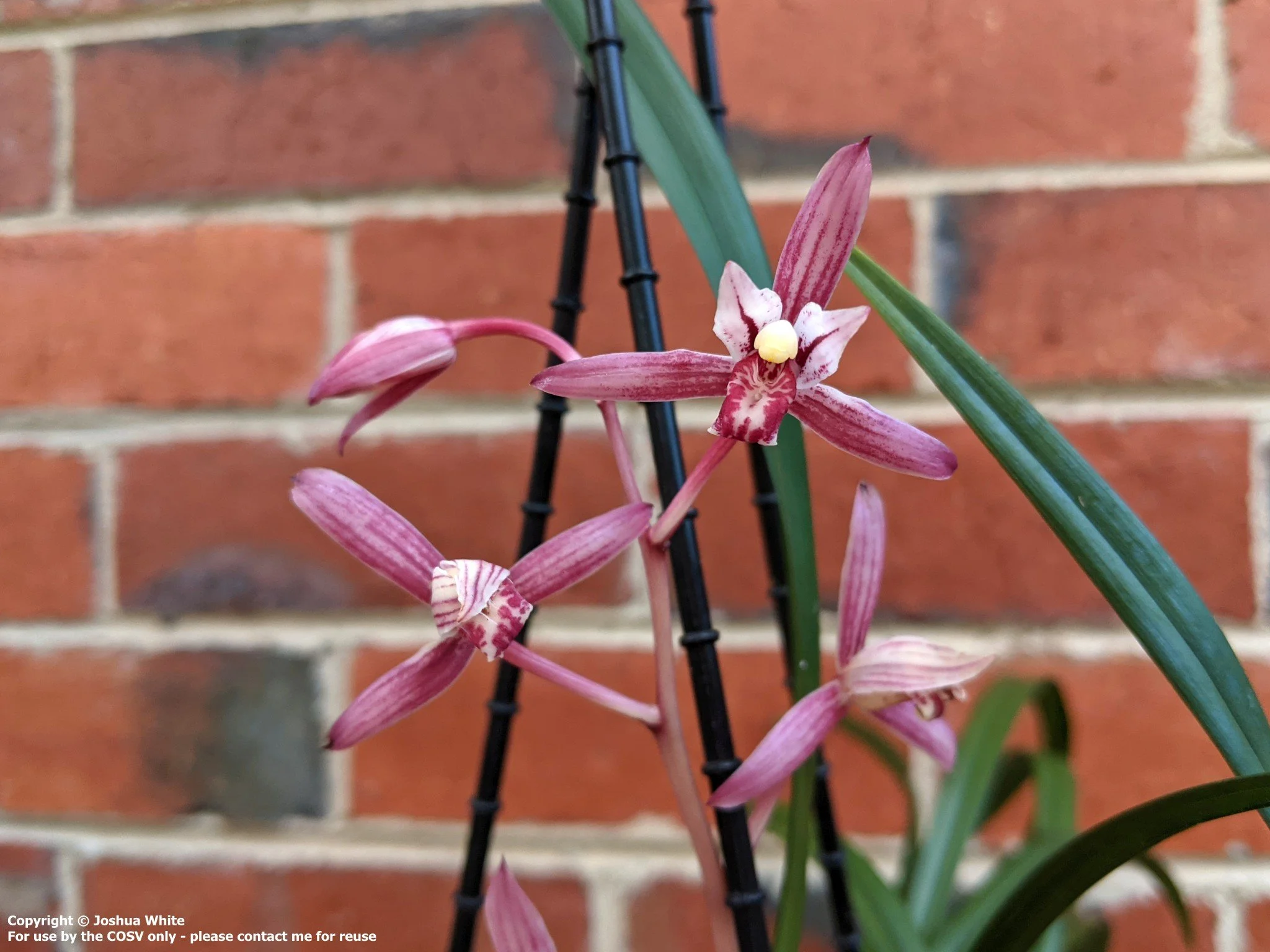 Cym. ensifolium 'Shi Chang Hong'