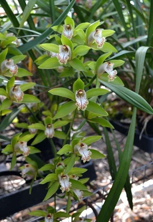 Cym. Wilsonii aka Zaleskianum (iridioides X hookerianum) (photo courtesy of Andy Easton)