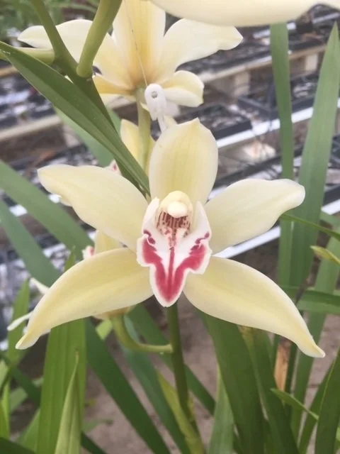 Cym. Seamew 4n (parishii var. sanderae X iansonii) (photo coutesy of Andy Easton)