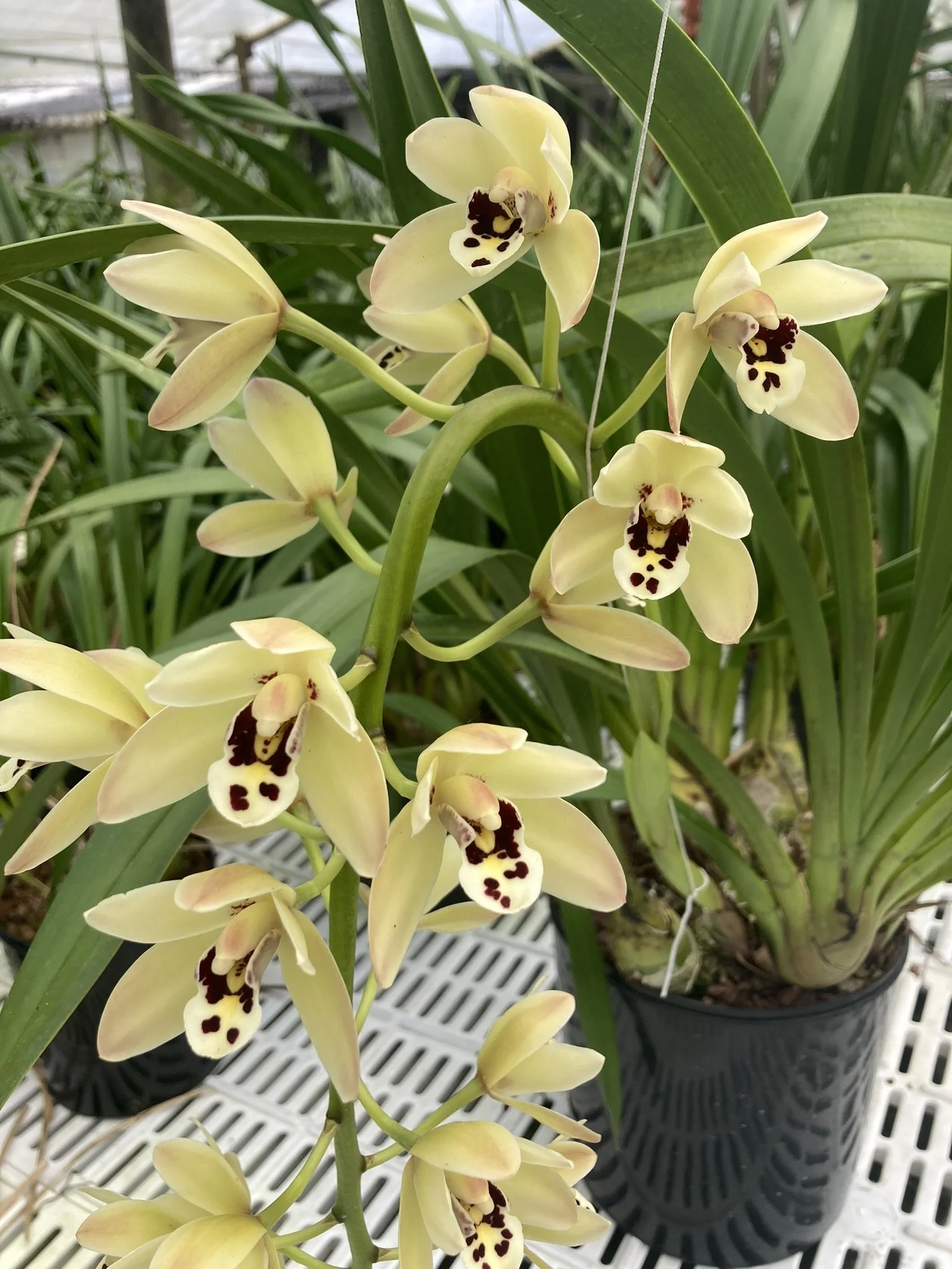 Cym. Parish Madness '29' (4n) (madidum X parishii var. sanderae) (photo courtesy of Andy Easton)