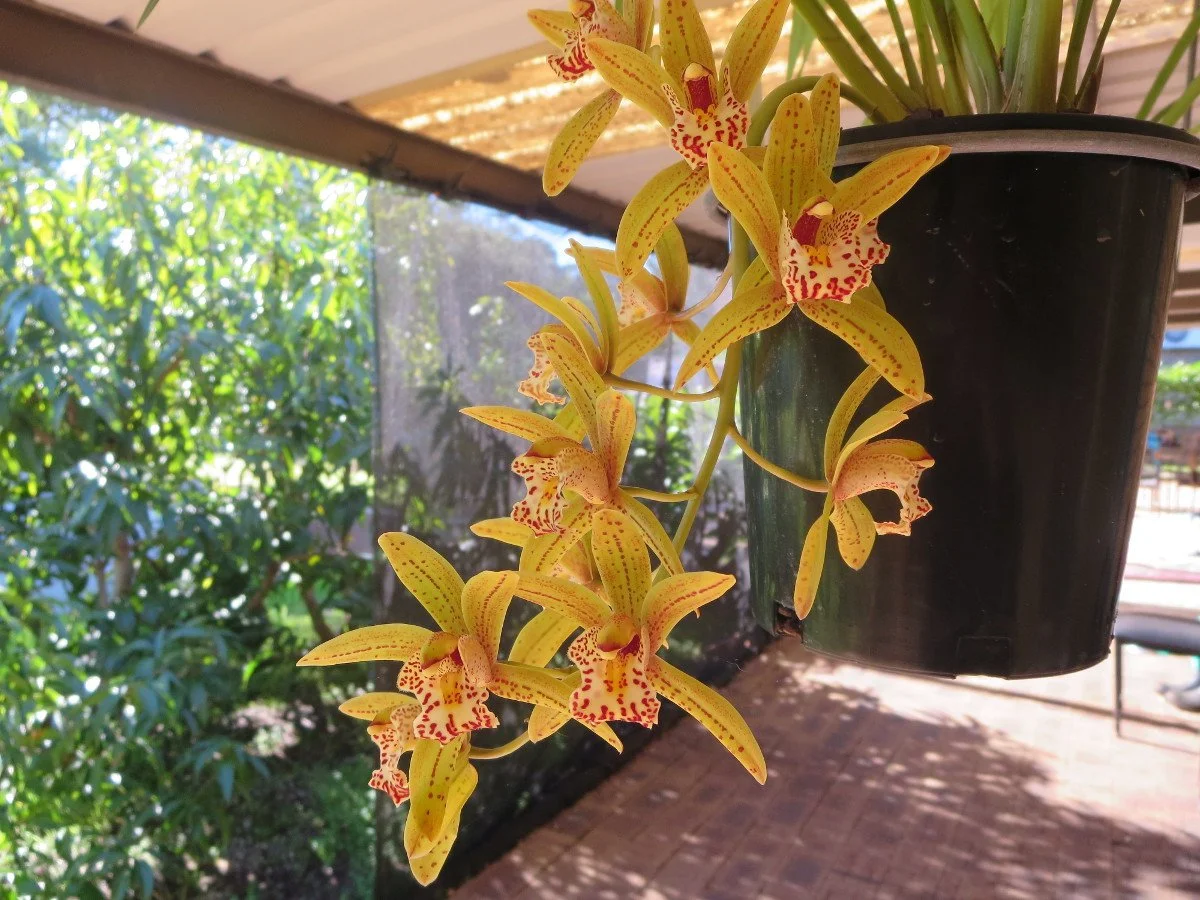 Cym. God Only Knows 'Winter Falls' (floribundum X hookeriaum) (photo courtesy of Nado Lenkic)