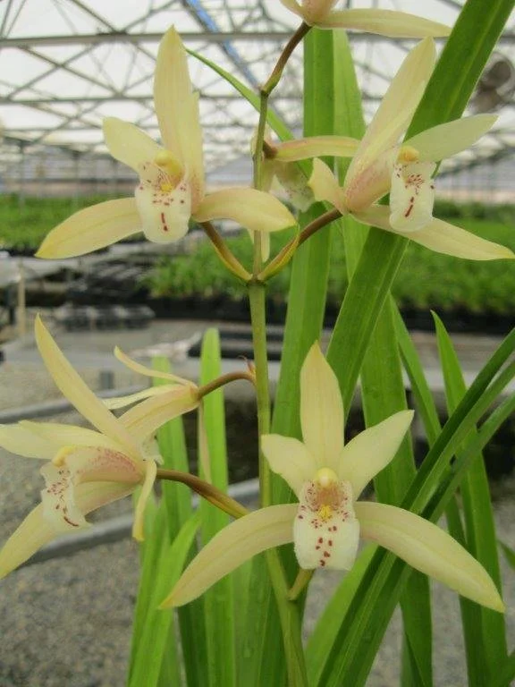 Cym. (ensifolium f. album 4n X mastersii 4n) (photo courtesy of Andy Easton)