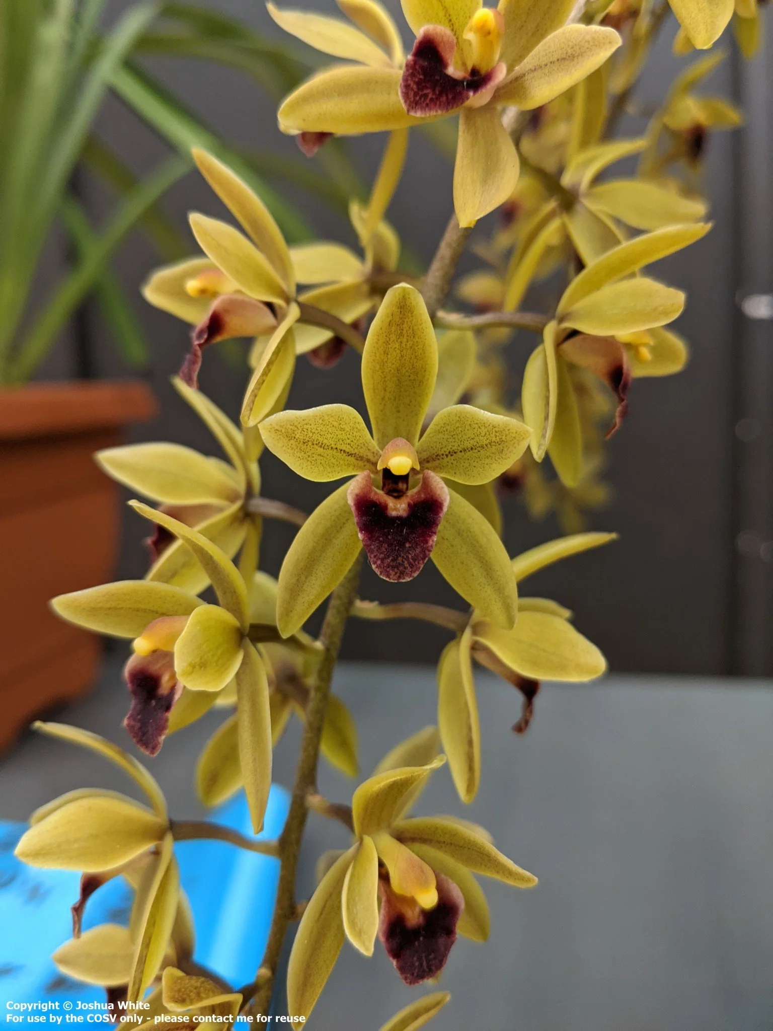 Cym. Sweet Devon 'Neridah' (suave X devonianum)