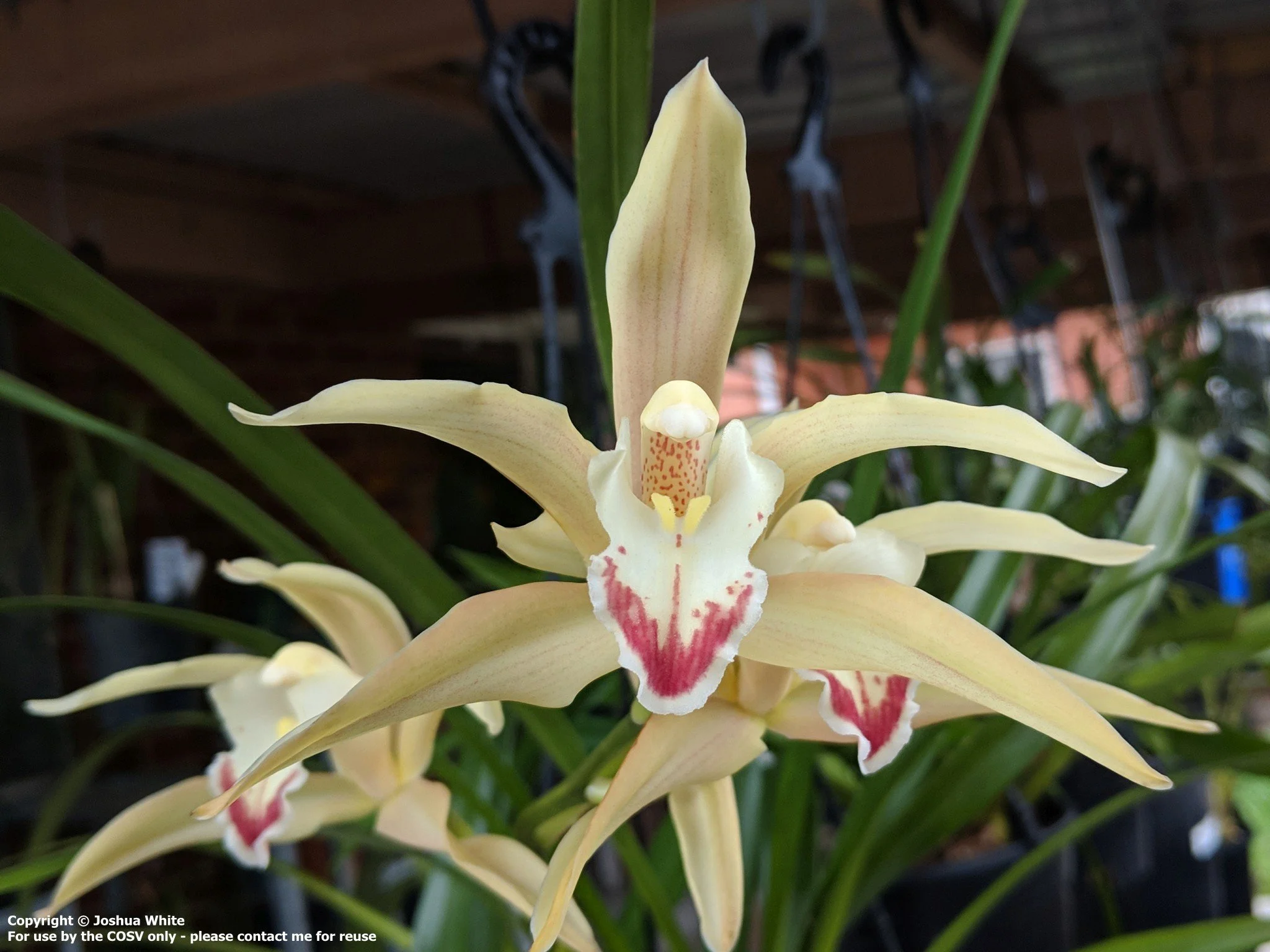 Cym. changningense 'Annalie'