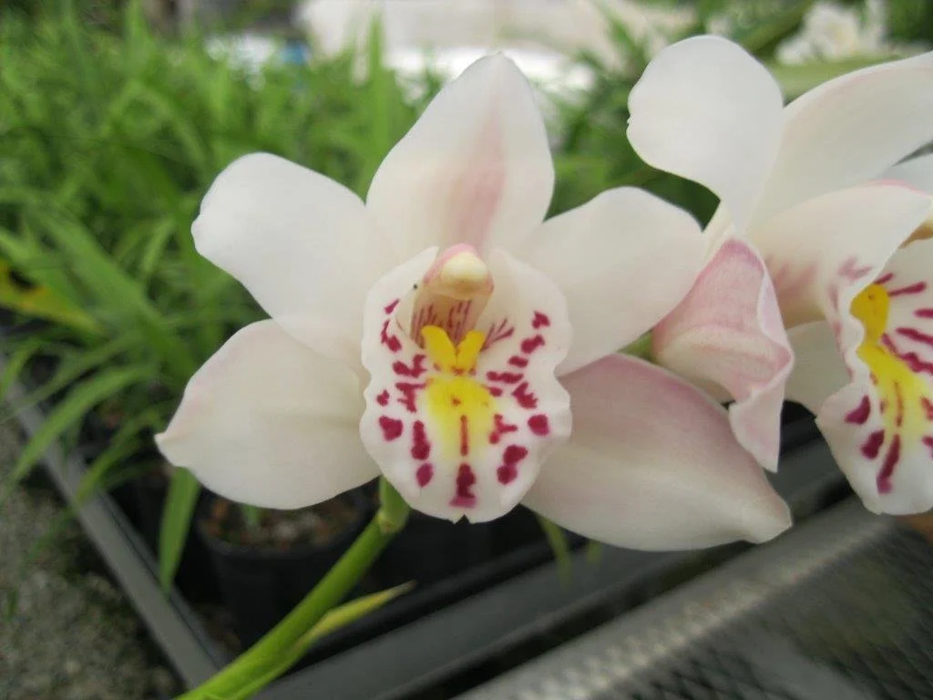 Cym. Tussock 'NH' (4n) (eburneum X parishii var. sanderae) (photo courtesy of Andy Easton)