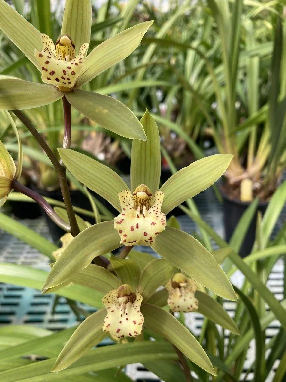 Cym. Fu Manchu 'NH' (sinense X hookerianum) (photo courtesy of Andy Easton)