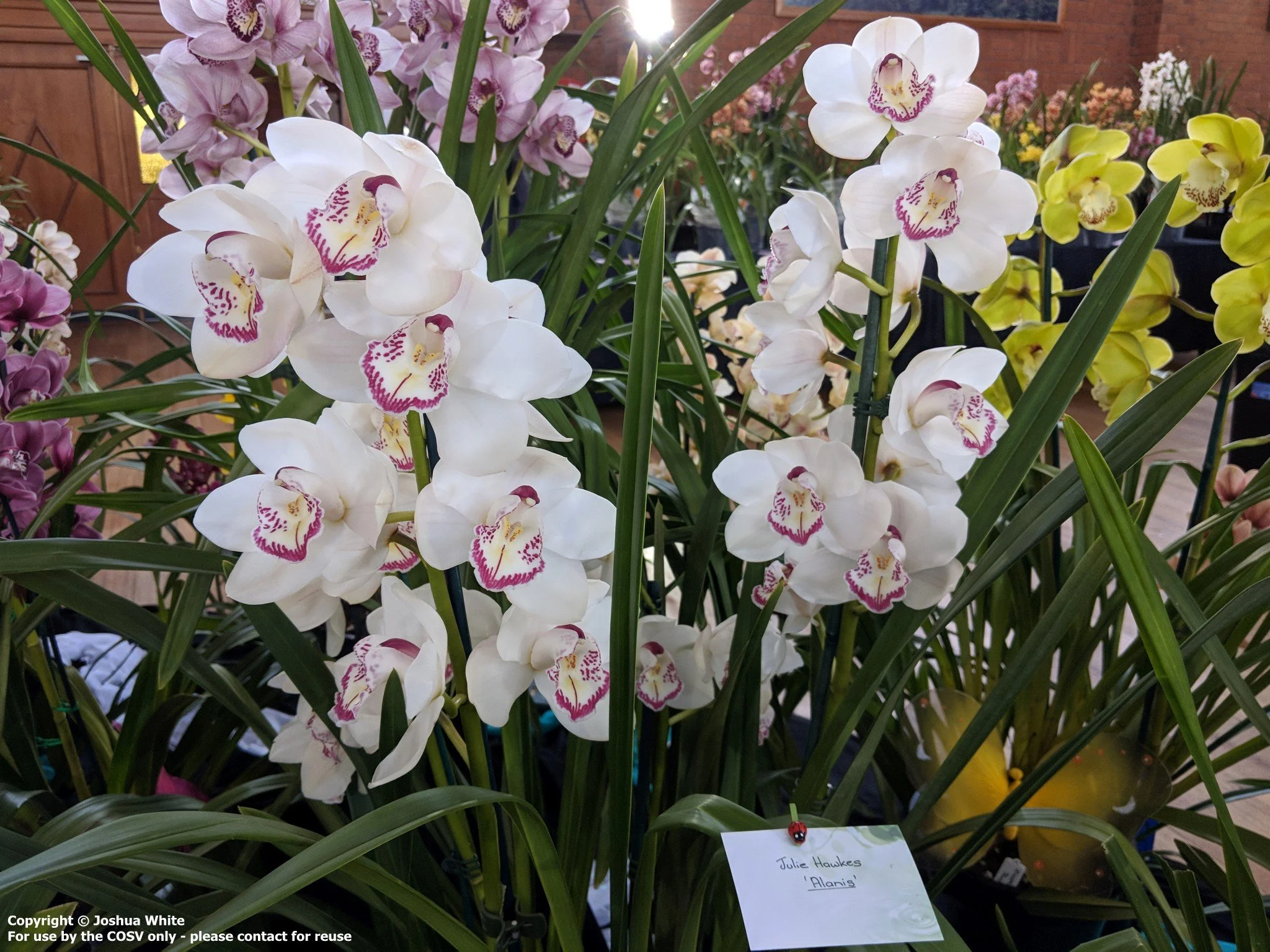 Cymbidium Orchid Festival 2022