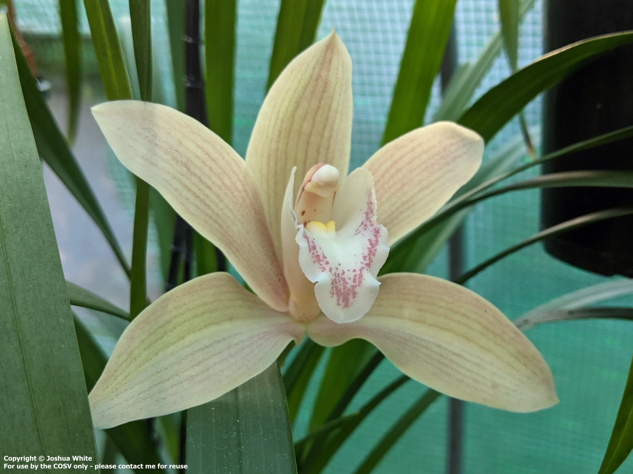 Cym. Eburneo-iansonii (2n) (eburneum X iansonii)