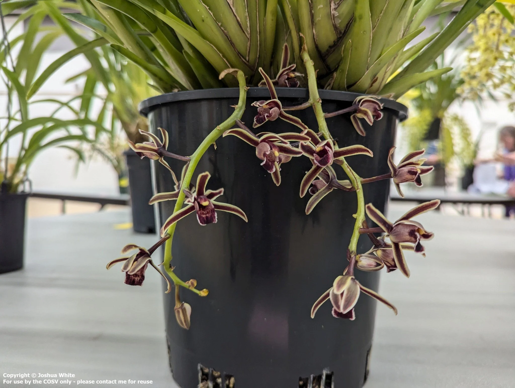 Cym. crassifolium