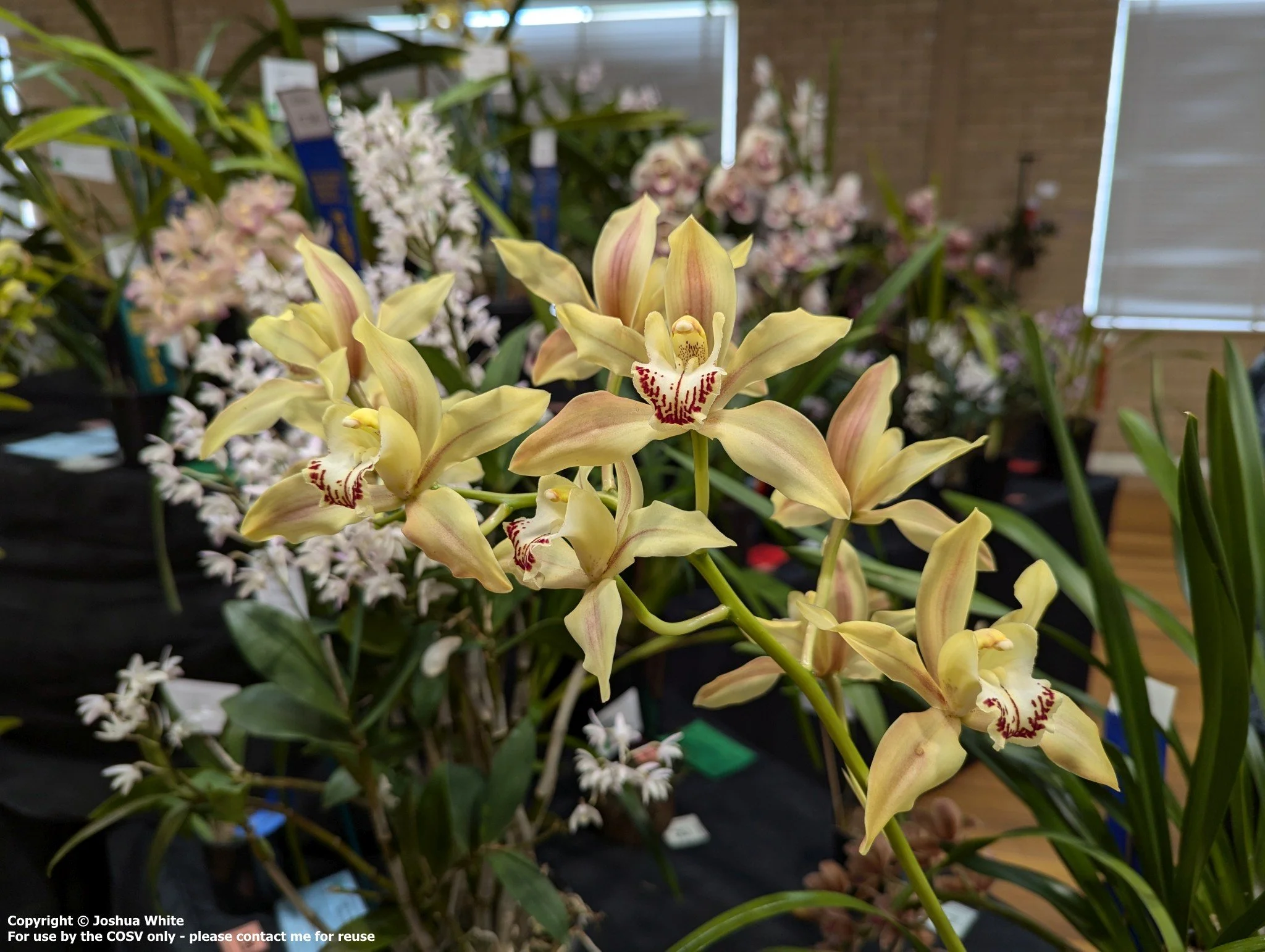 Cym. Pauwelsii (insigne X lowianum)