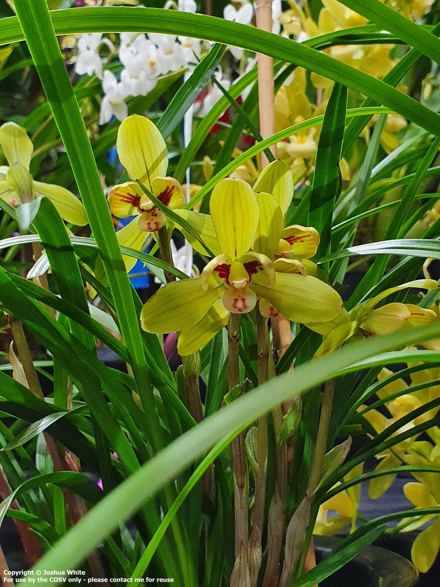 Cym. goeringii 'Ling Yan Ging Mei'