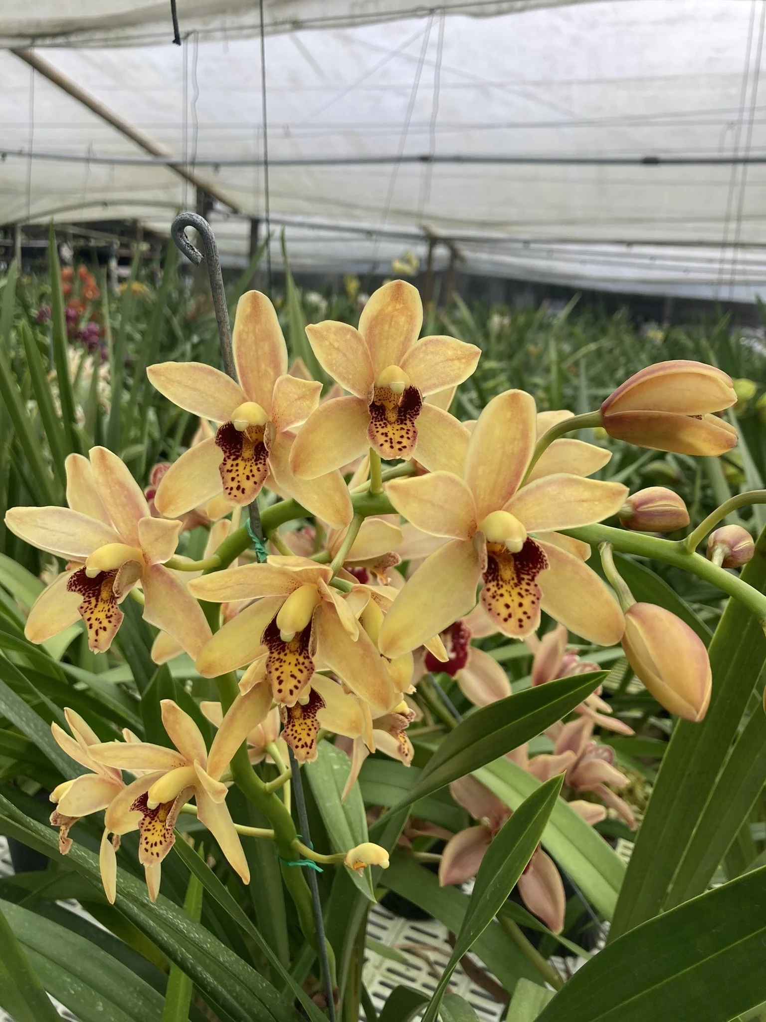 Cym. Bert Ruiter 'Christmas Gold' (4n) (insigne X madidum) (photo courtesy of Andy Easton)
