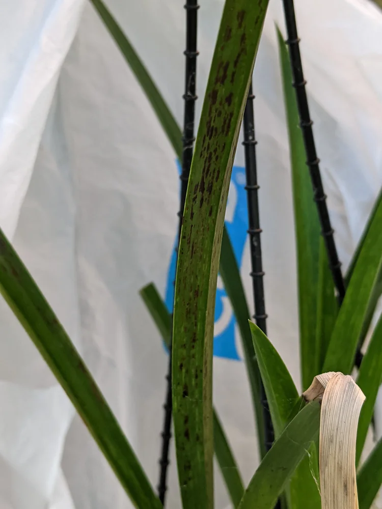 Orchid Viruses — Cymbidium Orchid Society of Victoria