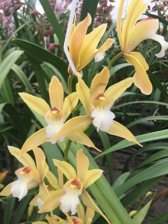 Cym. Insignigrinum (insigne X tigrinum) (photo courtesy of Andy Easton)
