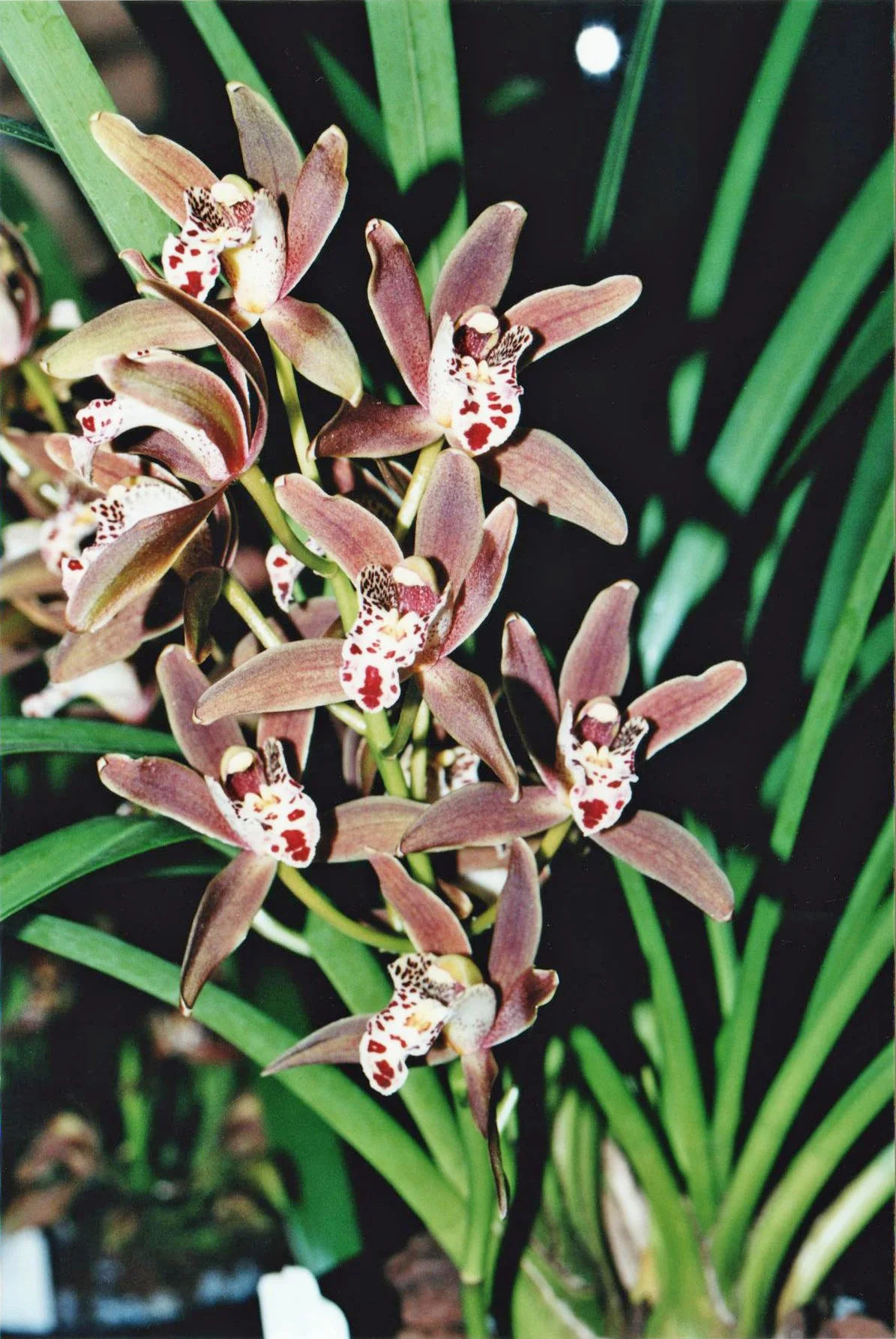 Cym. Enchanting (floribundum X iridioides) (photo courtesy of Nado Lenkic)
