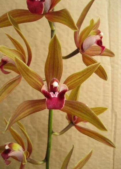 Cym. Aldaniti (iansonii X devonianum) (courtesy of Andy Easton)