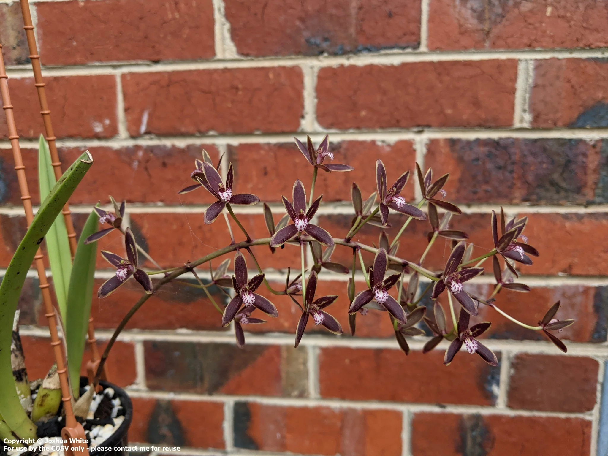 Cym. canaliculatum f. marginatum