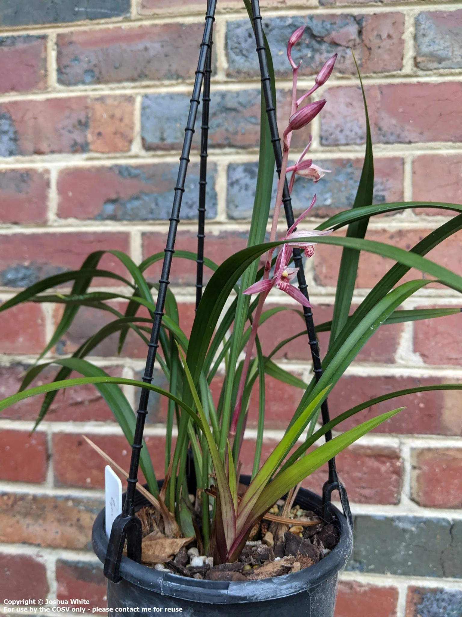 Cym. ensifolium 'Shi Chang Hong'