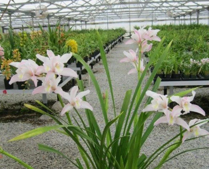 Cym. Gottianum (4n) (eburneum X insigne) (photo courtesy of Andy Easton)