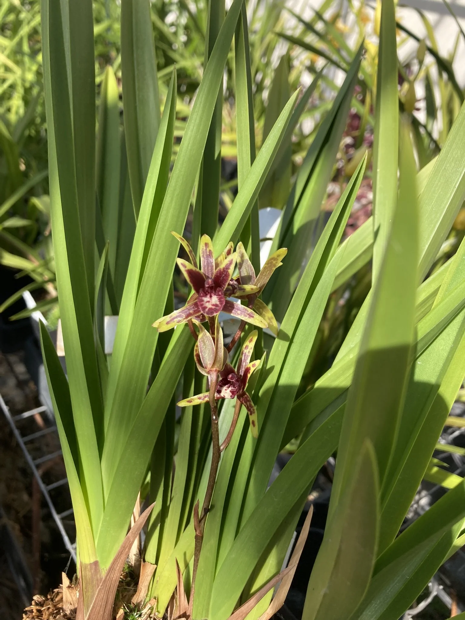Cym. (kanran f. album X canaliculatum f. album) (photo courtesy of Andy Easton)