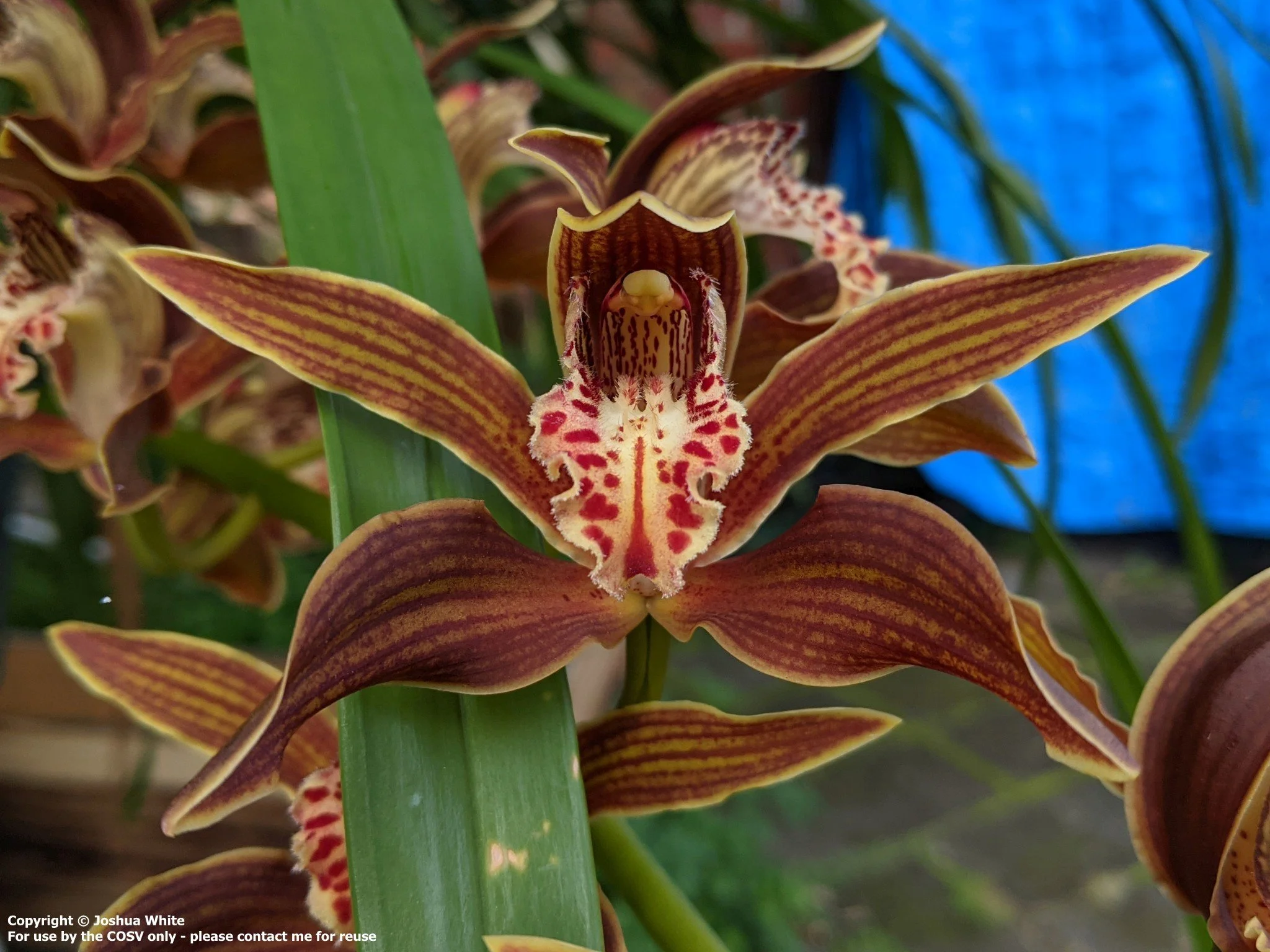 Cym. iridioides - eastern form - 2024 flowering