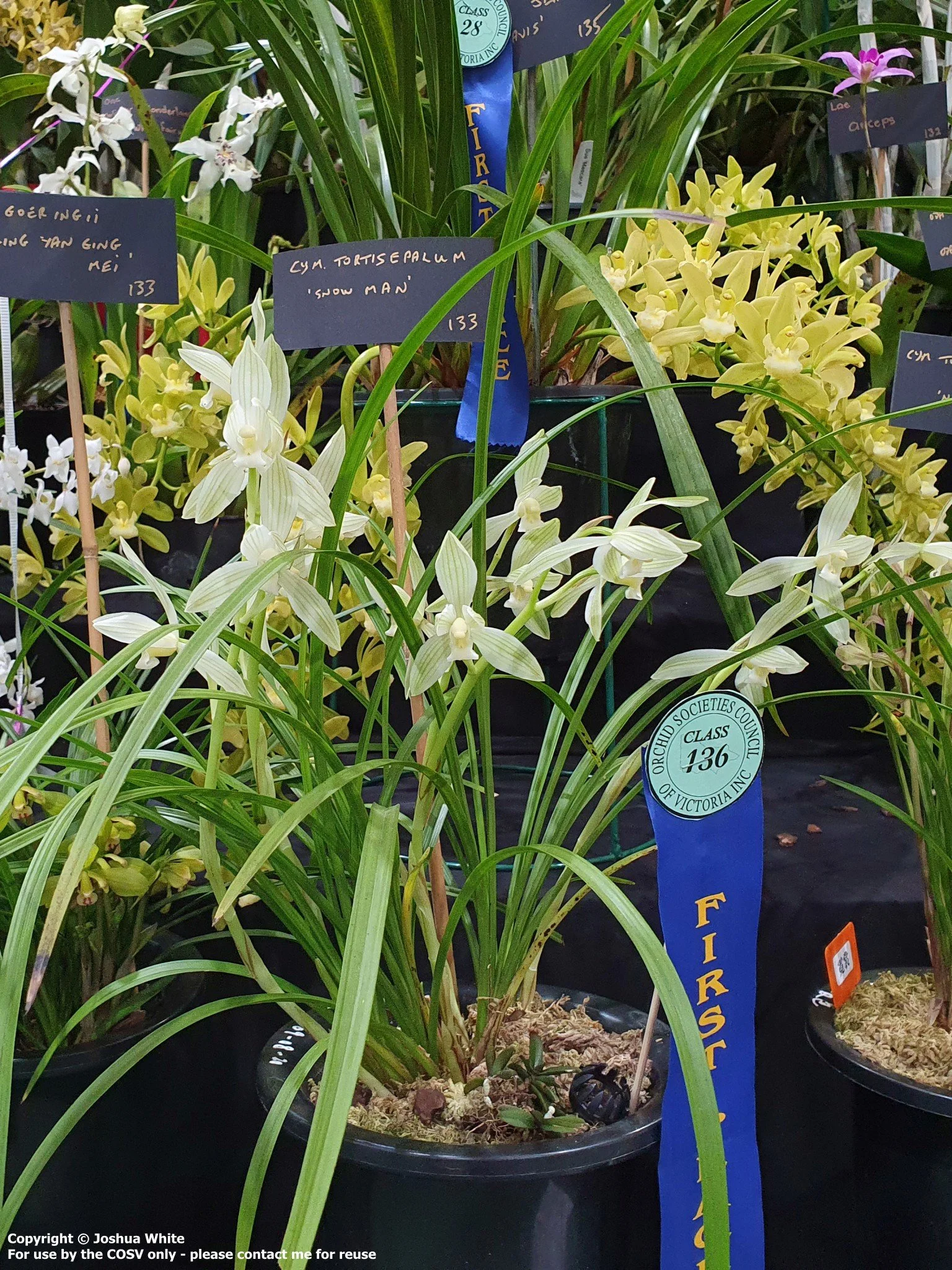 Cym. tortisepalum 'Snow Man'