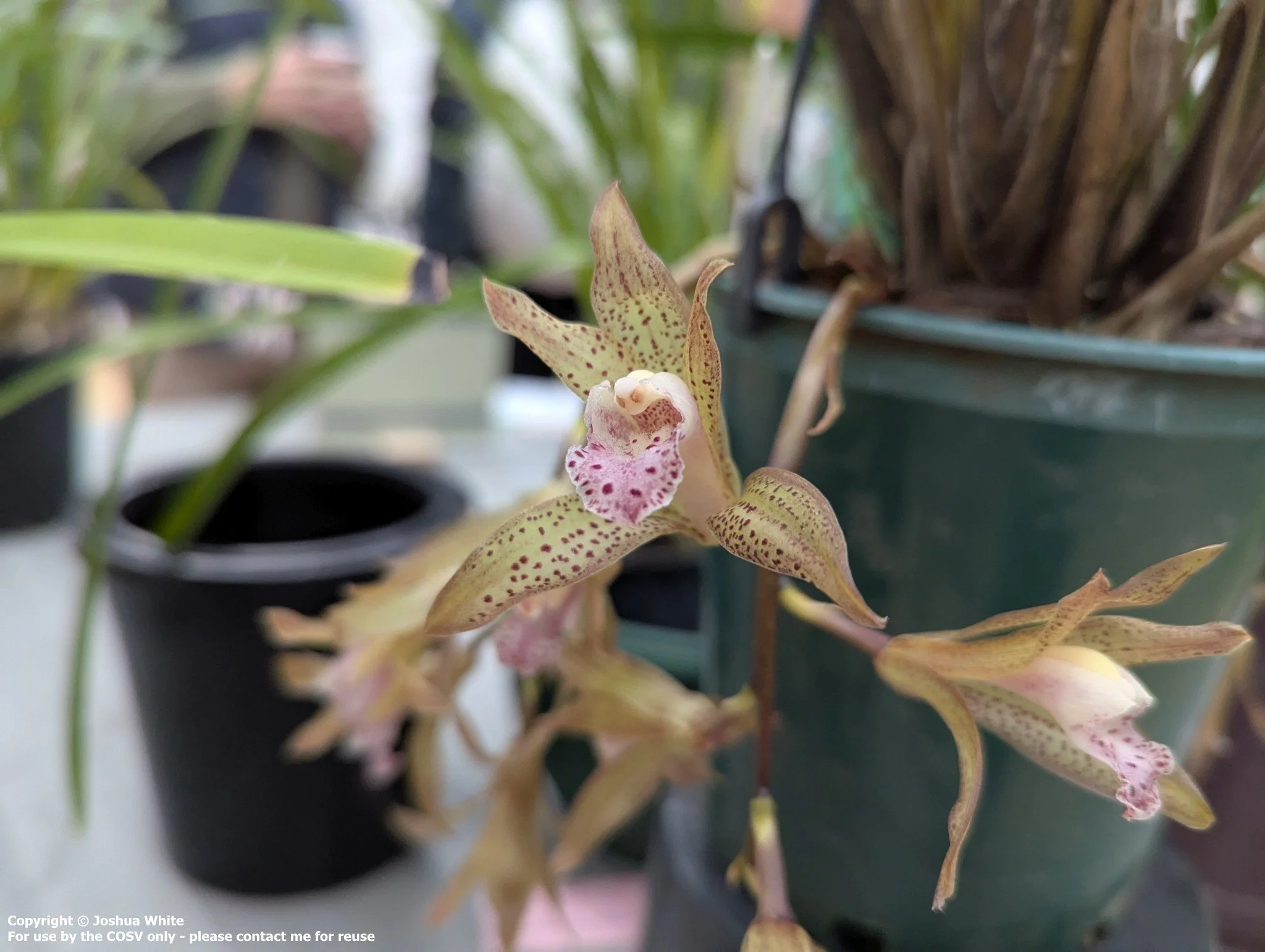 Cym. whiteae