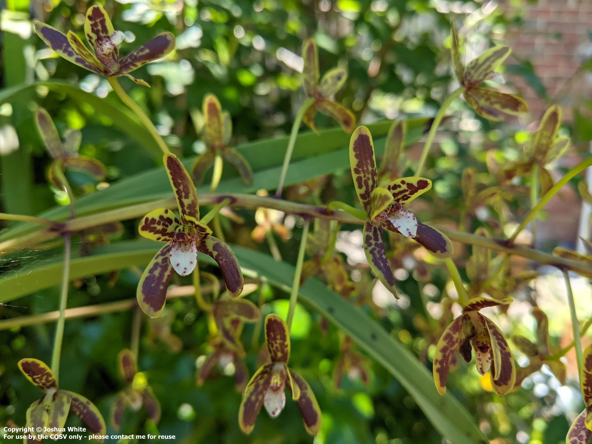 Cym. canaliculatum - southern inland form