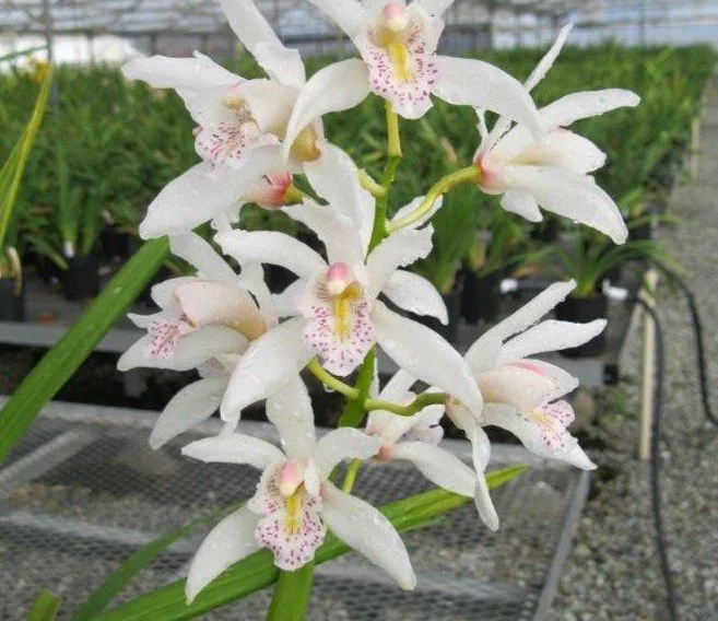 Cym. Memoria David Sander 'NH' (4n) (mastersii X insigne) (photo courtesy of Andy Easton)