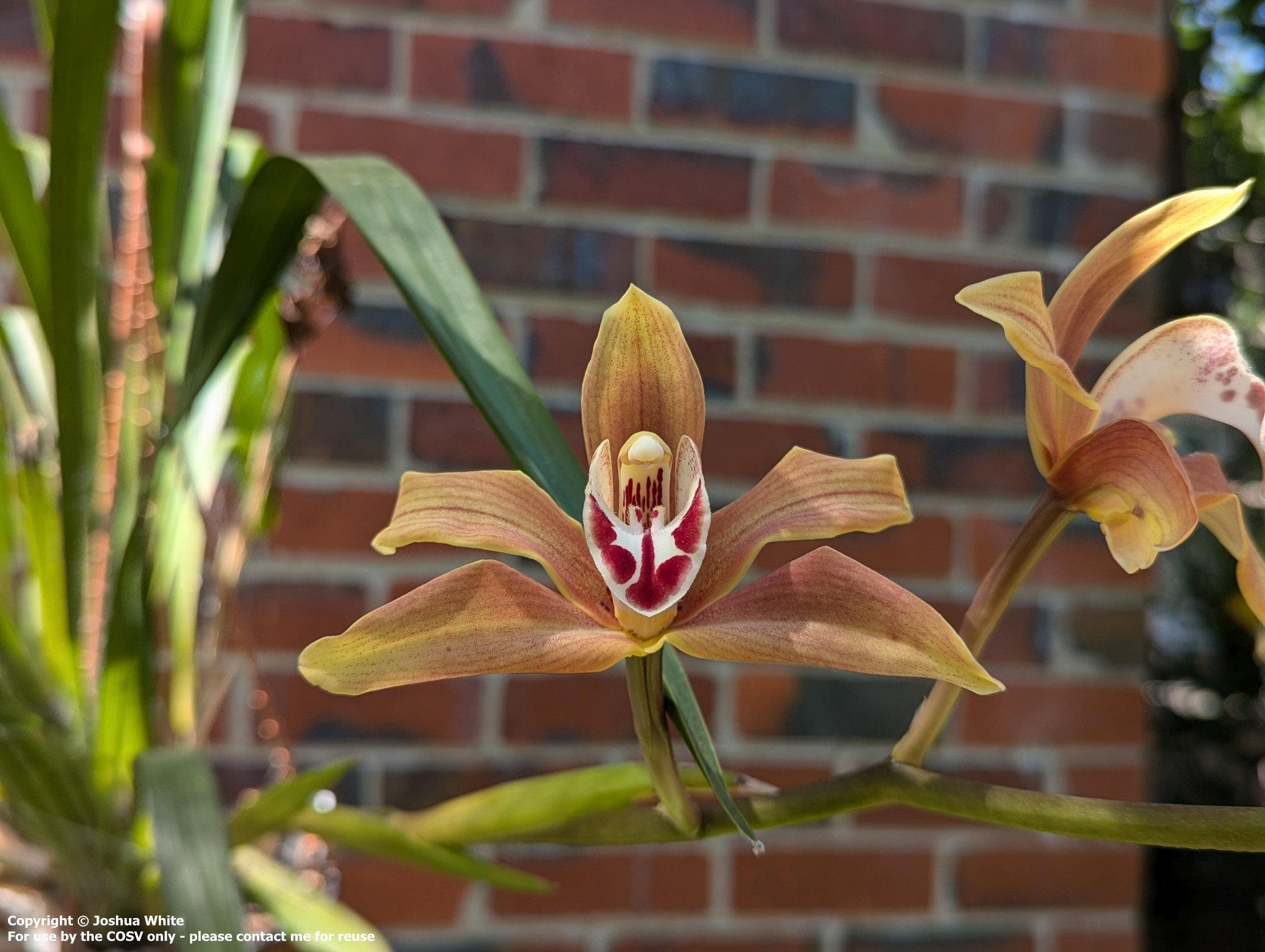 Cym. Seamew (2n) (parishii var. sanderae X iansonii)