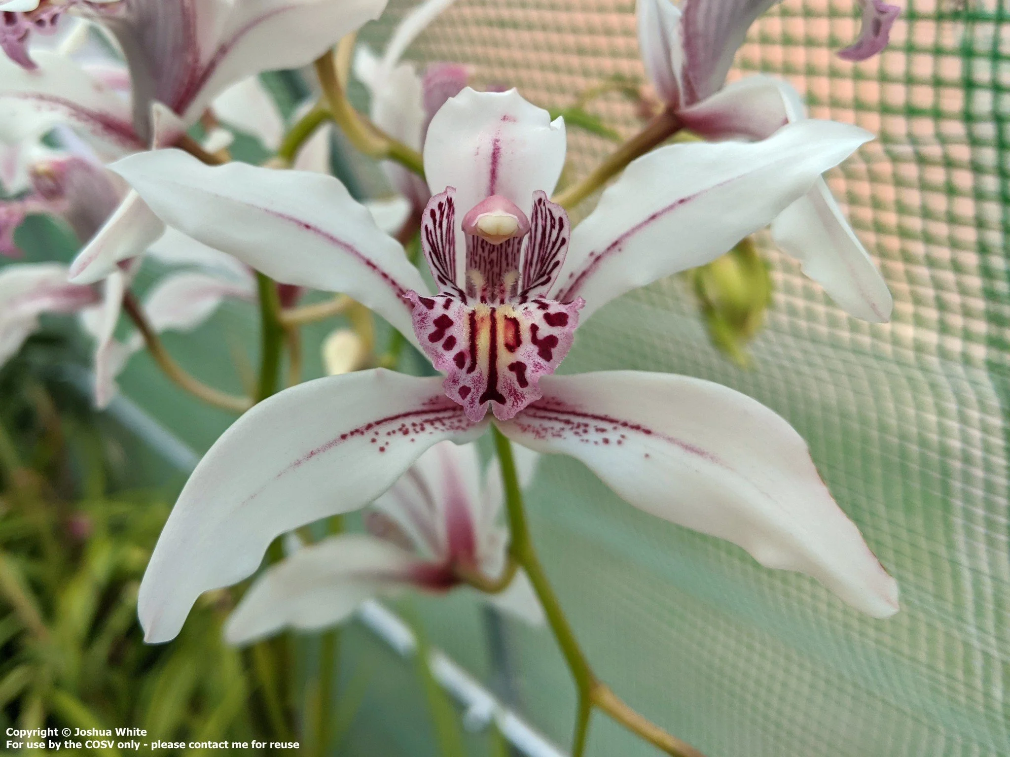 Cym. Durrell 'Christine' (4n) (insigne X seidenfadenii)