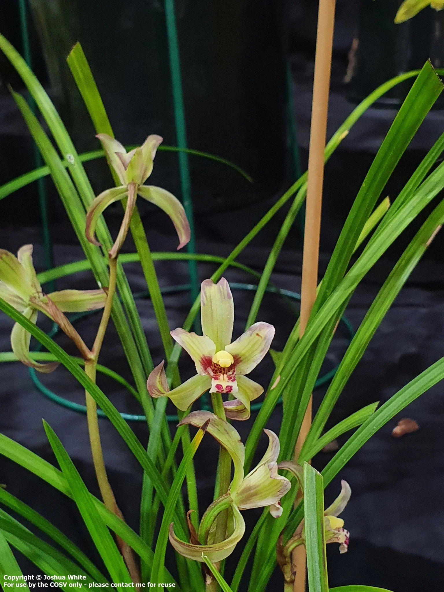 Cym. tortisepalum var. longibracteatum 'Ni Shang'
