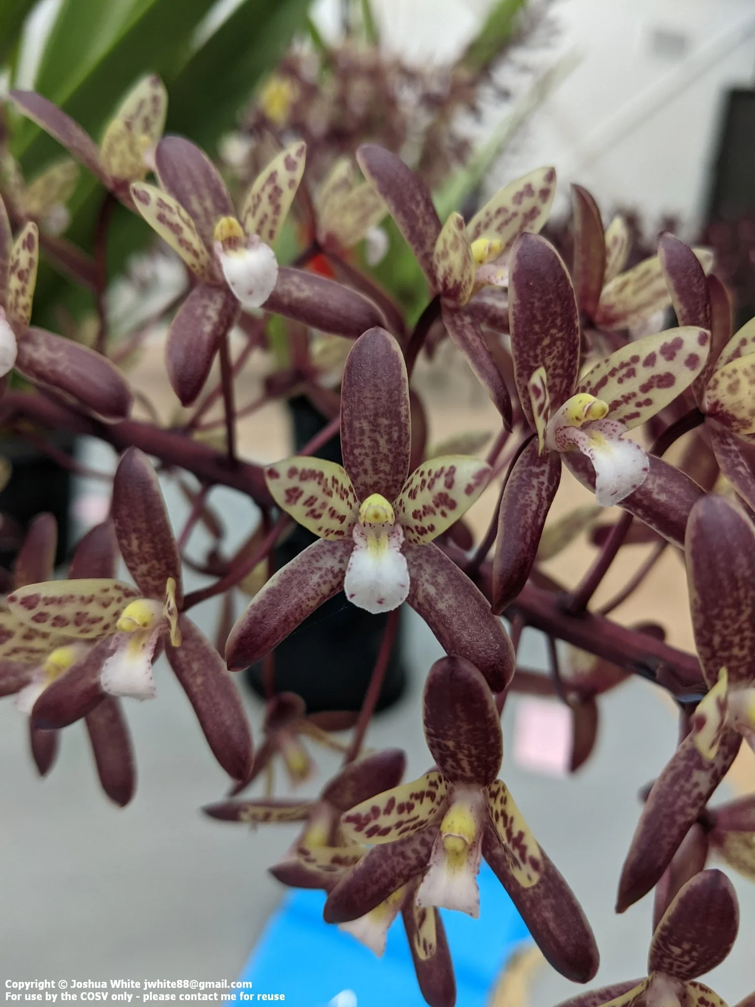 Photos from the Spring Show — Cymbidium Orchid Society of Victoria