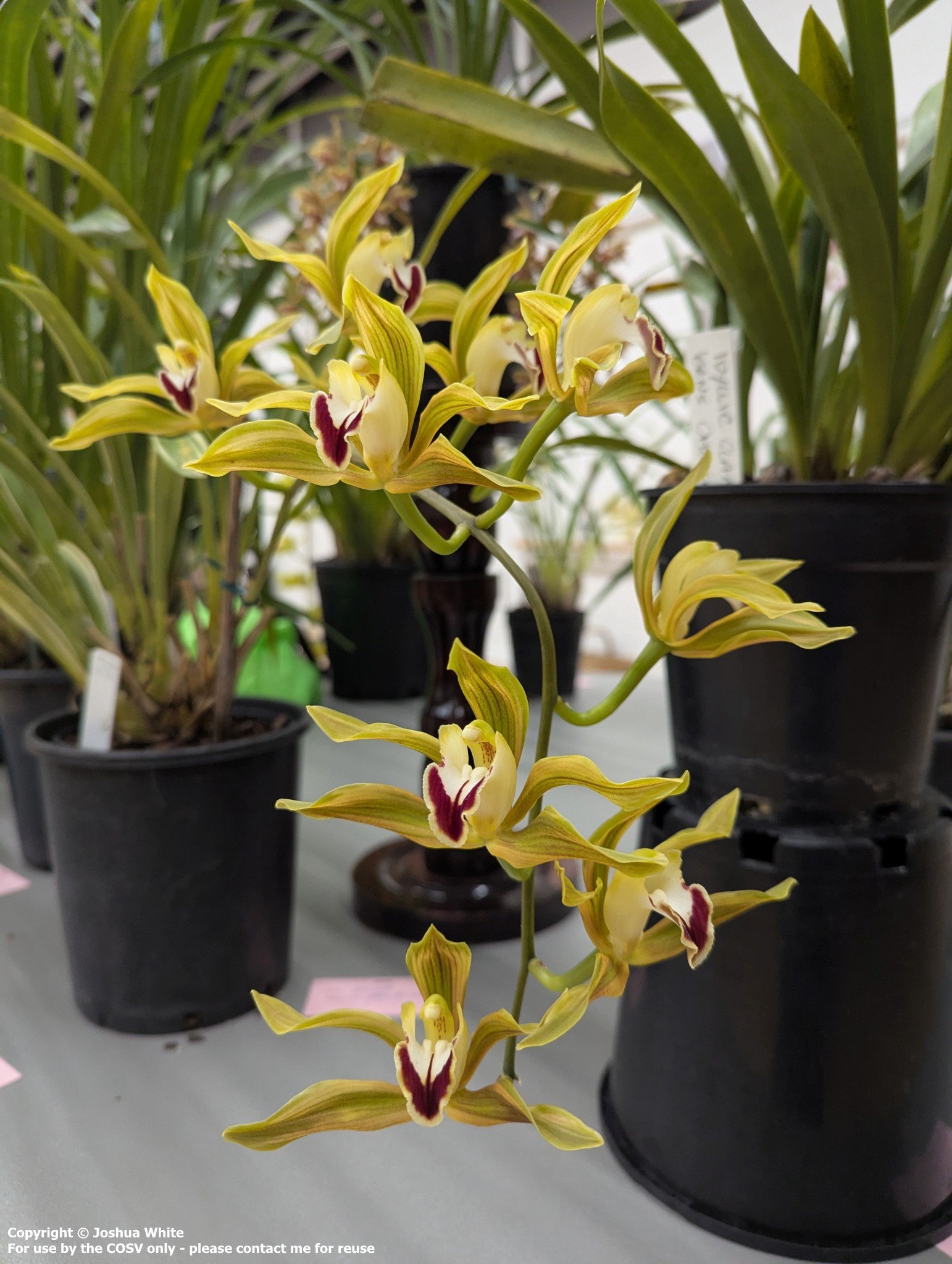 Cym. lowianum f. variegatum